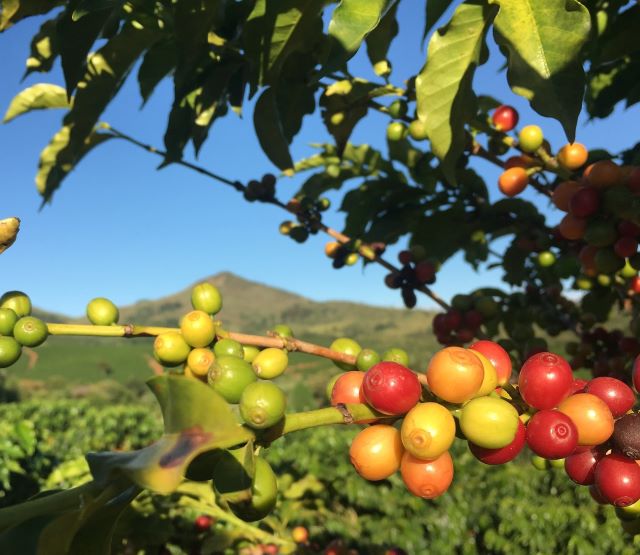 Tanzania Peaberry Coffee