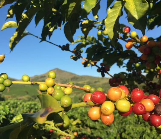 Tanzania Peaberry Coffee