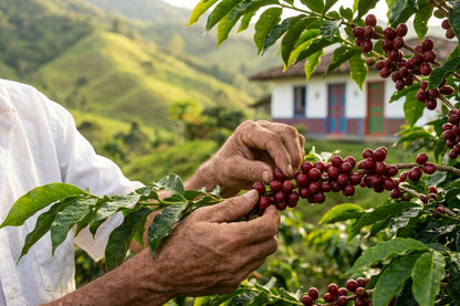Colombian Fair Trade Organic