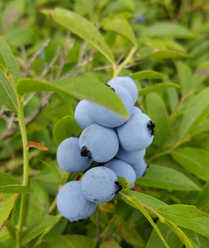 Blueberry Flavored Coffee