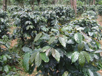 Ethiopia Coffee Plants