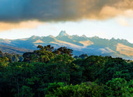 Kenya Coffee - Mount Kenya