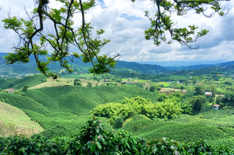 Colombian Fair Trade Organic Coffee