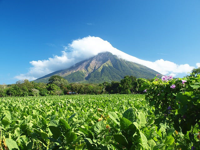 Nicaragua Fair Trade Organic Coffee